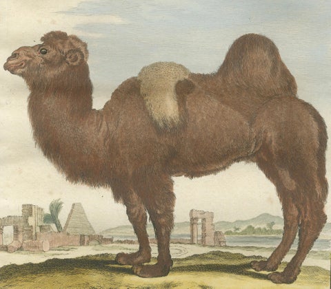 Antique Bactrian Camel Engraving, Buffon Hand-Coloured Print Amsterdam 1769, close-up 5