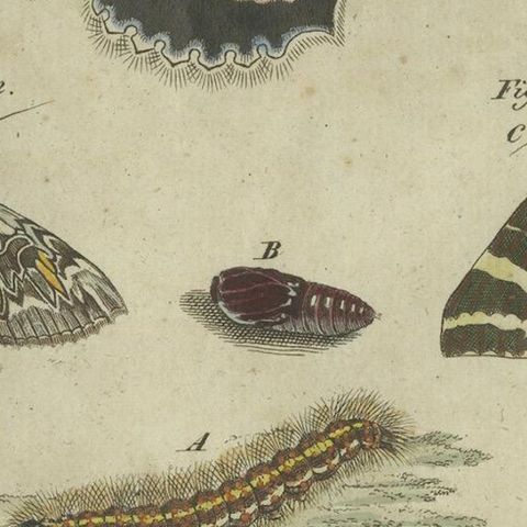 Vivid Lepidoptera: Hand-Colored 18th-Century Butterfly and Moth Studies, close-up 5