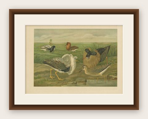 Ruffs and Reeves in Breeding Plumage, Ornithological Lithograph c.1895, shown framed