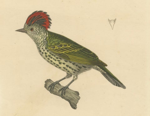 Engraving of a Crested Woodpecker, Exotic Ornithological Print, circa 1808, close-up 3