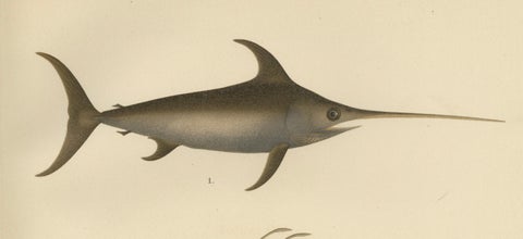 Swordfish and John Dory - Striking Scandinavian Fish Lithograph, 1895, close-up 4