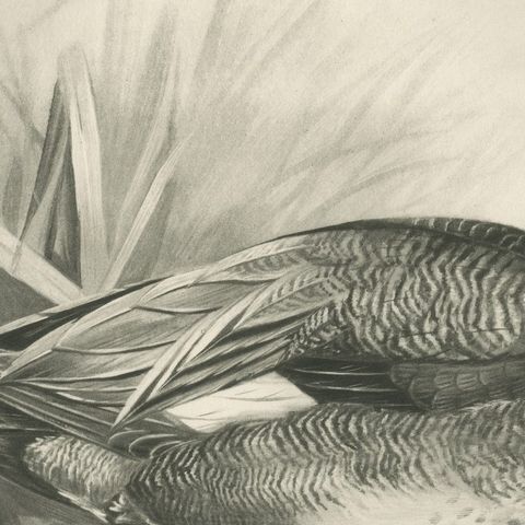 Gadwall Duck among Reeds, Plate CLXXI, Antique Bird Print by Medland, 1909, close-up 2