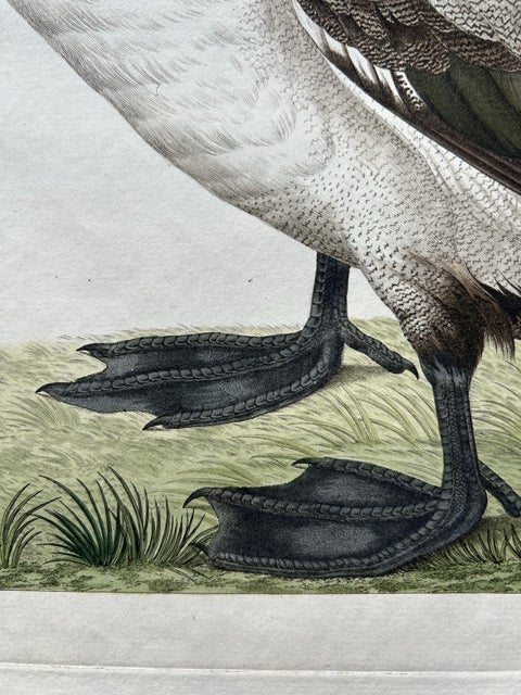 Greater Scaup, Antique Bird Engraving Anas Marila by Nozeman and Sepp, 1770, view 8