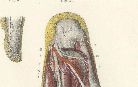 The Sole of the Foot in Four Layers, Antique Hirschfeld Anatomy Print, 1866, view 4
