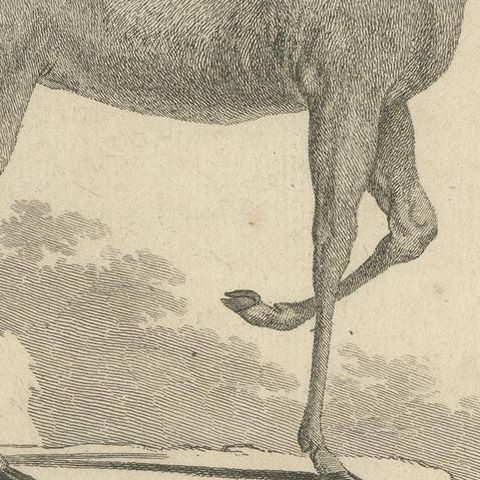 Antique Print of a Deer Species by Buffon '1782', close-up 2
