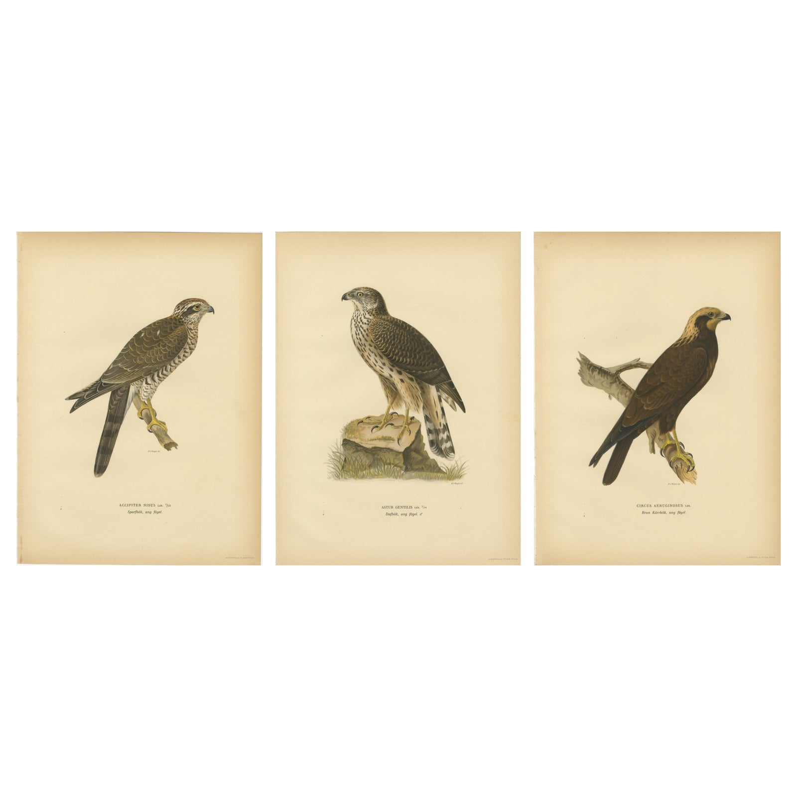 Scandinavian Birds of Prey Triptych, Svenska Fåglar Lithographs, 1929
