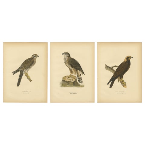 Scandinavian Birds of Prey Triptych, Svenska Fåglar Lithographs, 1929