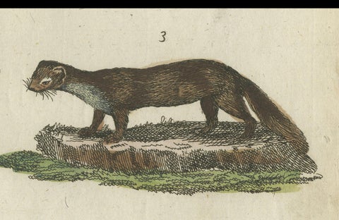 Antique Print of Otters, Martens, Ermine, a Squirrel and a Beaver, circa 1820, close-up 3