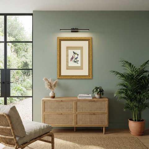Purple-Throated and Other Cotingas, Brazilian Bird Print, Descourtilz, 1944, shown framed in a room