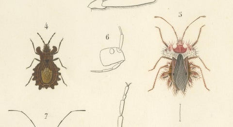 Antique Dragonfly Prints, Neuropteres Plates 3 & 6, Copper Engravings, ca.1800, close-up 4