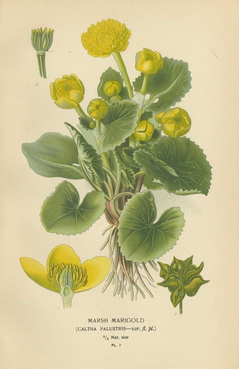 Heritage Blossoms: A Victorian Botanical Selection, 1896, close-up 2