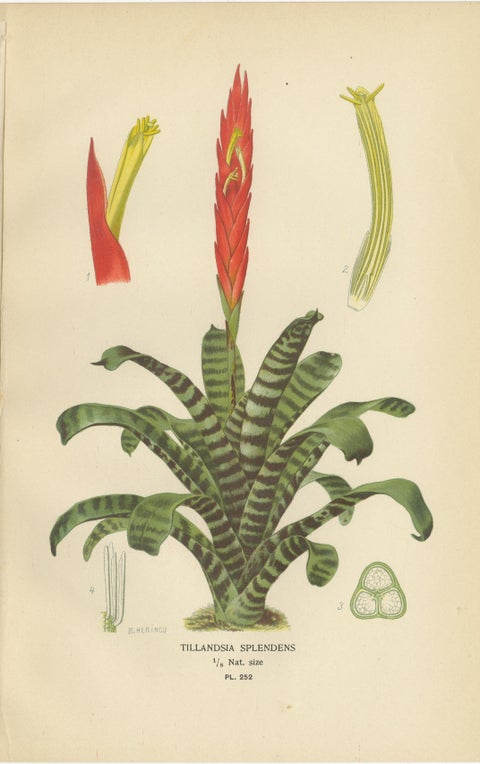 Antique Botanical Prints of Tillandsia and Irises, Set of Three, 1897, view 2