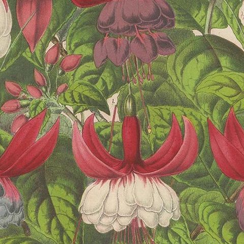 Antique handcolored Botany Print of Fuchsia Species, 1863, close-up 1