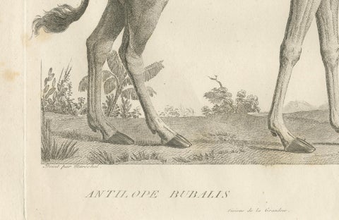 1808 Engraving of Antelope Bubalis by S.C. Miger: Detailed Zoological Study, close-up 1