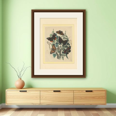 Lithograph of European Butterflies, Admirals, Tortoiseshells and Peacocks, 1863, shown framed on a wall