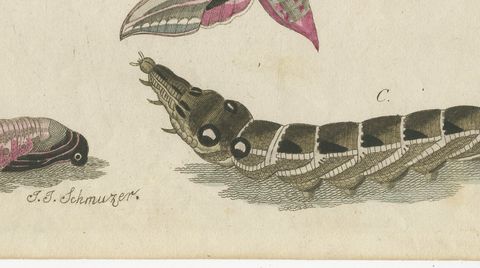 Elephant Hawk Moth and Hawk Moth Caterpillars, Antique Bertuch Print, circa 1805, close-up 2