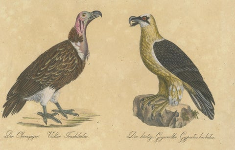 King Vulture, Griffon Vulture & Bearded Vulture Lithograph, 1816, close-up 4