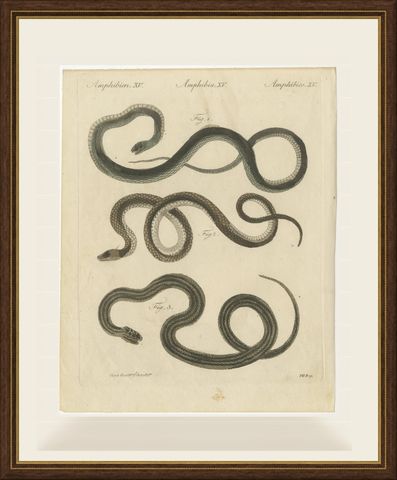 Three Slender Snakes, Antique Bertuch Print, Vienna, circa 1805, shown framed