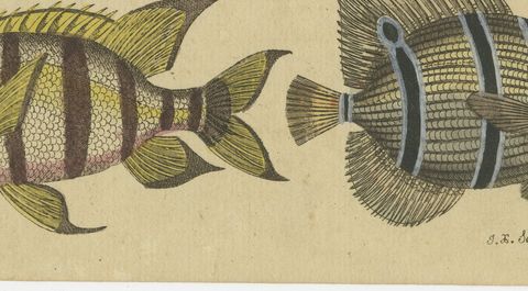 Angelfish, Butterflyfish and Moorish Idol, Antique Bertuch Print, circa 1805, close-up 2