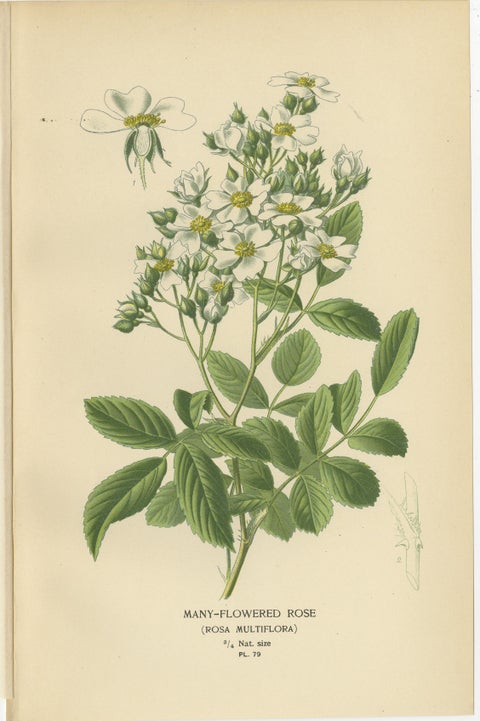 Antique Botanical Prints Collection: Roses and Greenhouse Favorites (1897), view 3