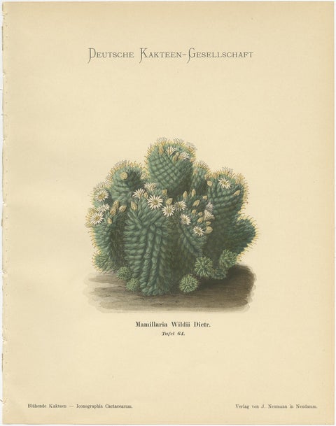 Set of 4 Antique Cactus Prints, Echinopsis Calochlora, Schumann, circa 1900, view 5
