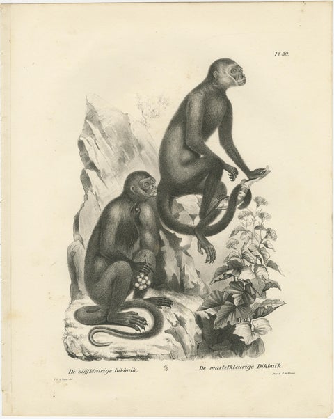 Macaque, Mandrill & Dikbuik Monkeys, Lithographs by C.C. Last, 1836, view 3