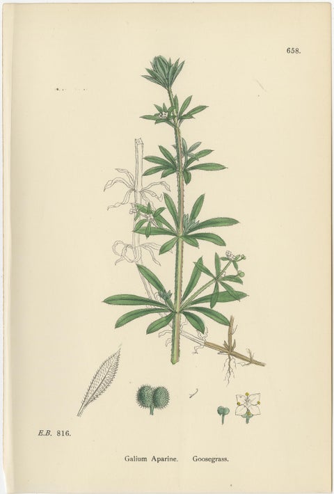 Set of 10 English Botanical Prints 1902, Galium & Asperula, Sowerby, view 7