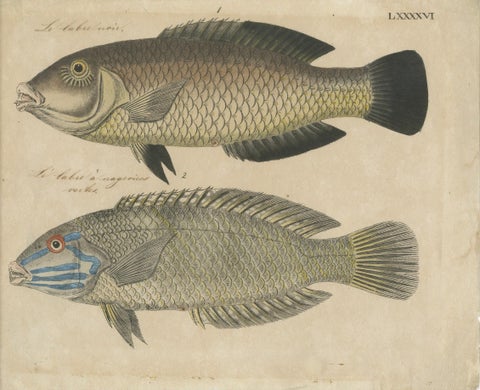 Two Species of Wrasse Fish, Hand-Colored Engraving, c.1780, close-up 6