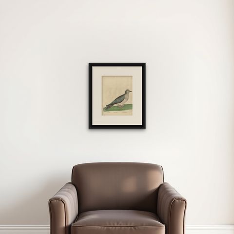 Antique Bird Print of a Turtle Dove, shown framed on a wall