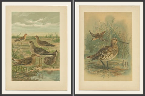 Set of 2 Antique Chromolithographs of Waders, Ruff and Common Snipe, c.1890, shown framed