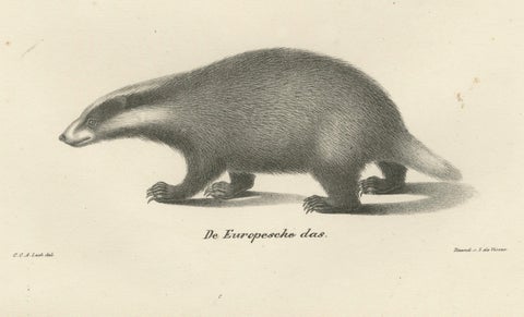 Rare 19th-Century Lithograph of Kinkajou, Coati, and European Badger, close-up 4