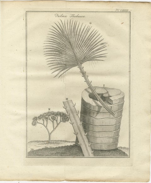 Egyptian Plants, Botanical Studies of Flora from Egypt, c.1776, view 3