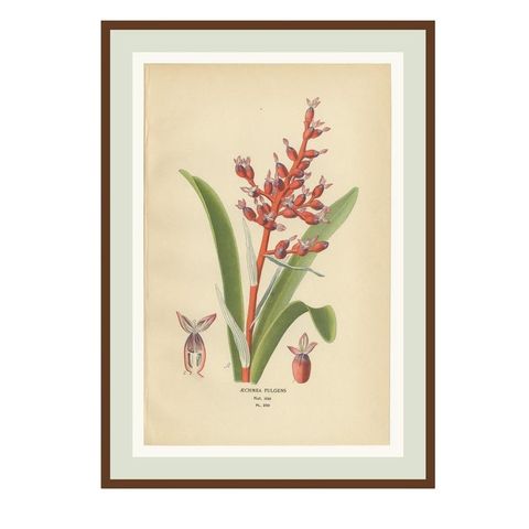 Antique Orchid & Bromeliad Chromolithographs 1897, Karatas, Aechmea, Billbergia, close-up 1