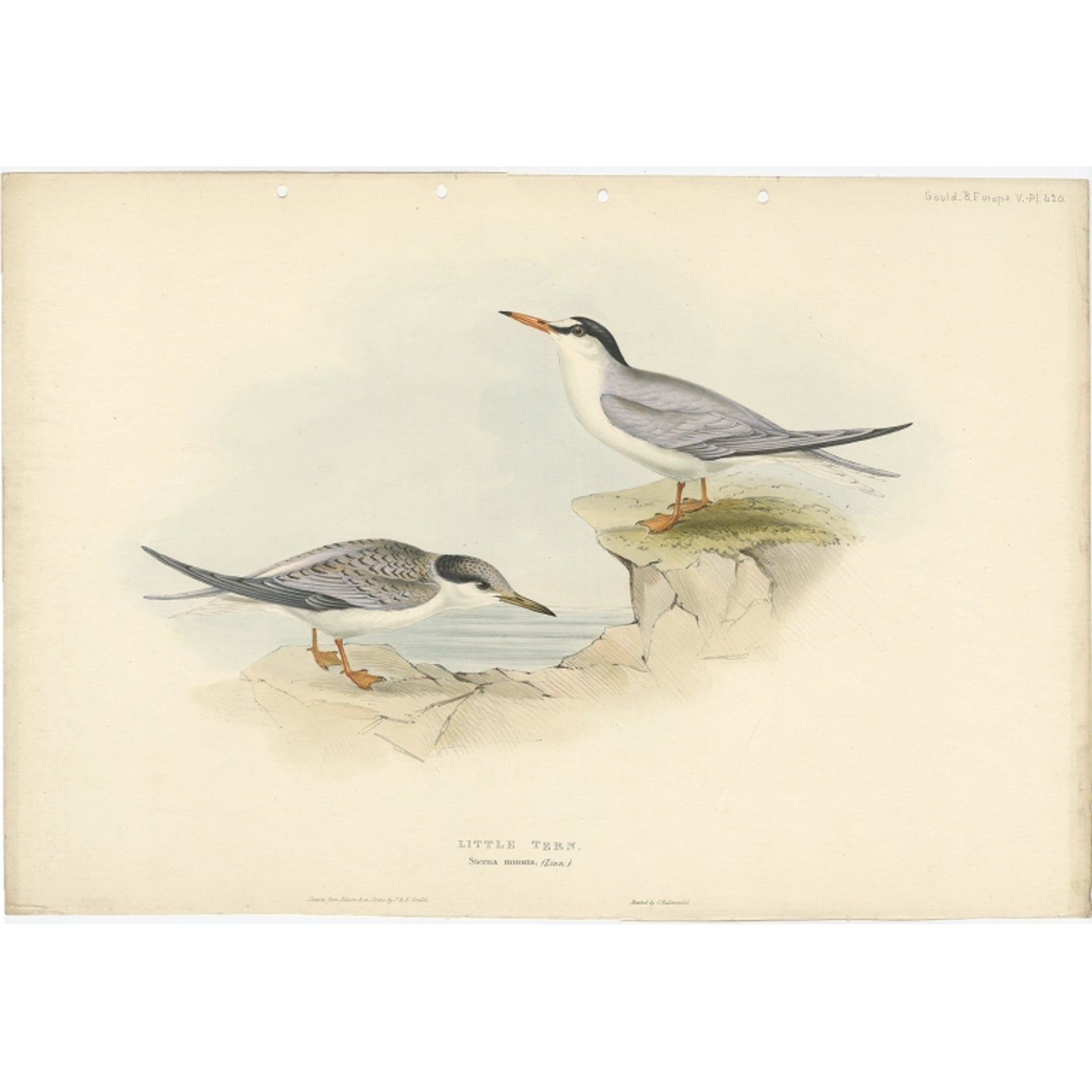 Little Tern, Antique Bird Print by John Gould, Europe Series c.1832