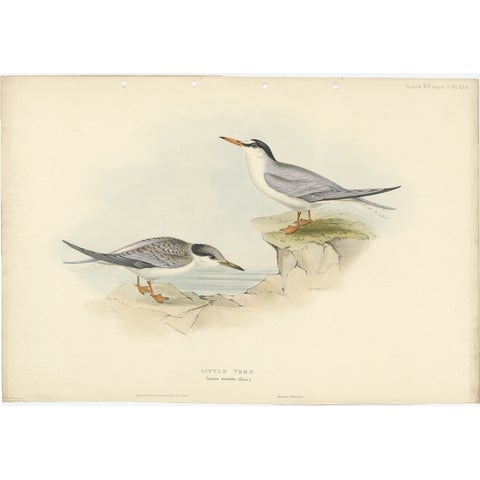 Little Tern, Antique Bird Print by John Gould, Europe Series c.1832
