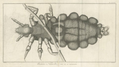 Decorative Scientific Print, Large Folding Engraving of Louse, c.1770, close-up 4
