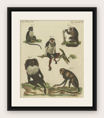 Original Antique Print of a Macaque and other Monkeys, shown framed