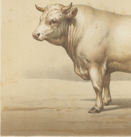 Charolais Bull, French Cattle Breed, Antique Chromolithograph by Borie, 1863, close-up 2