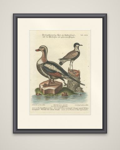 Engraving of the Long-Tailed Duck and Spur-Winged Lapwing by Seligmann, ca.1770, shown framed
