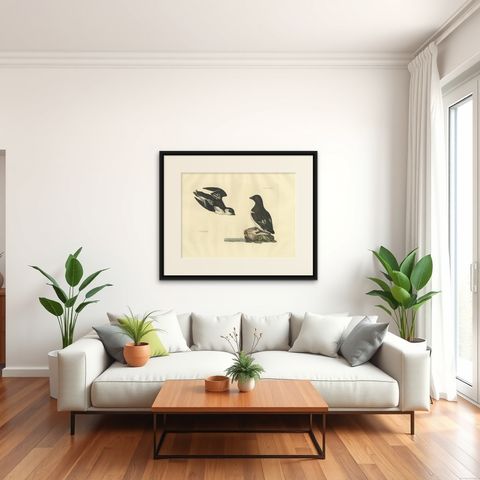 The Little Auk - A Life Seize Study Engraved in Seasonal Plumage by Selby, 1826, shown framed in a room