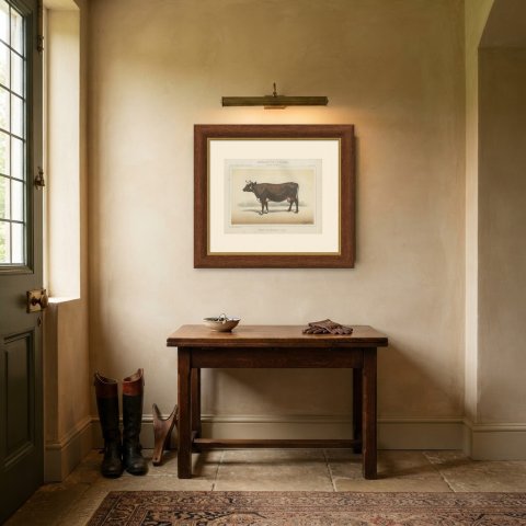 Flemish Cow, French Cattle Breed, Antique Chromolithograph by Borie, 1863, shown framed in a room