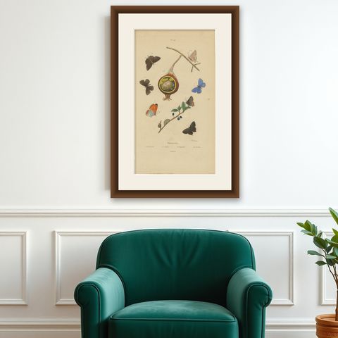 Polyommatus Butterflies & Caterpillars by Aug. Duméril, circa 1830, shown framed on a wall