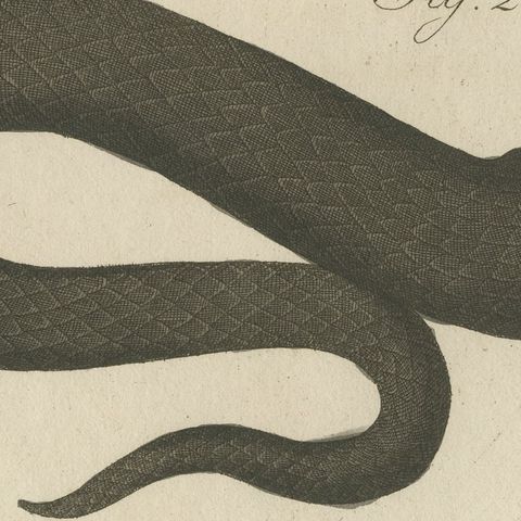Two Snakes with Open Jaws, Antique Bertuch Print, Vienna, circa 1805, close-up 6