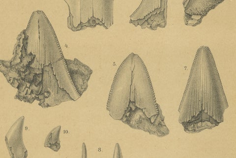 Antique Print of Caribbean Coral & Fossils - Geological Lithograph Pair, 1888, close-up 2
