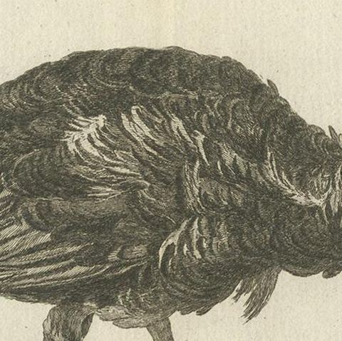 Antique Bird Print of a Black Rooster by Fessard, 1819, close-up 2