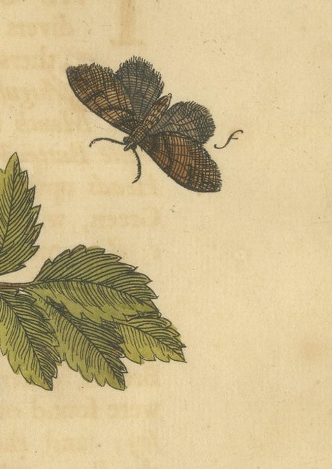 English Moths and Caterpillars on Oak and Rose, Antique Insect Engraving, 1720, view 10