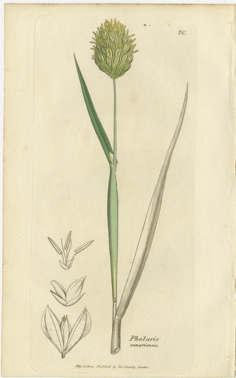 Set of 8 Antique Botanical Engravings of Cottongrass and Coastal Grasses, c.1830, view 5