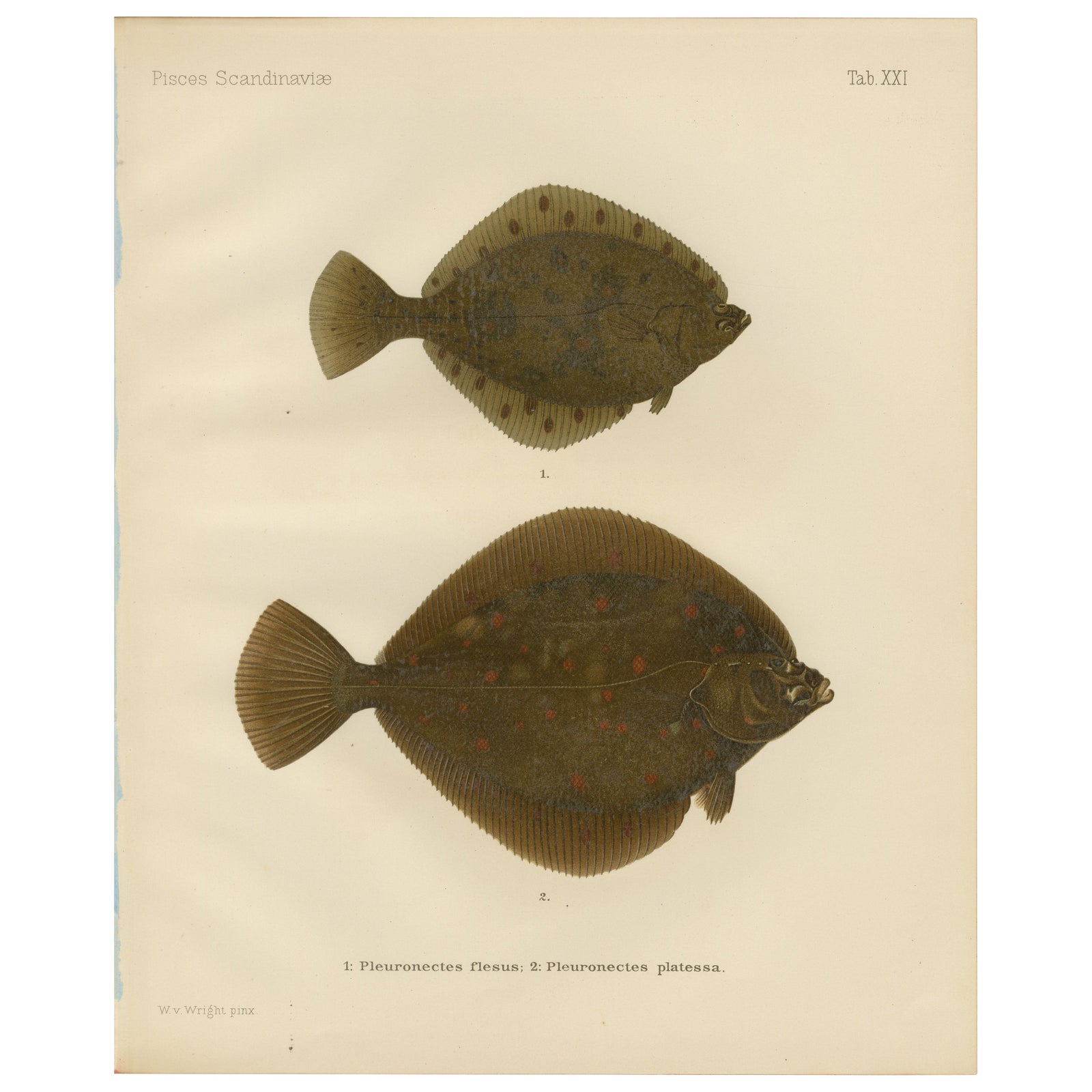 Flounder and Plaice - Vibrant Scandinavian Flatfish Lithograph, 1895