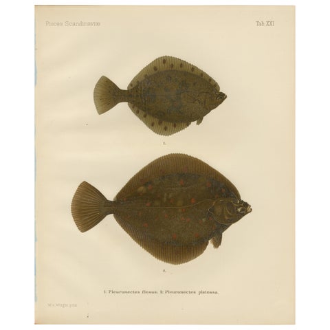 Flounder and Plaice - Vibrant Scandinavian Flatfish Lithograph, 1895