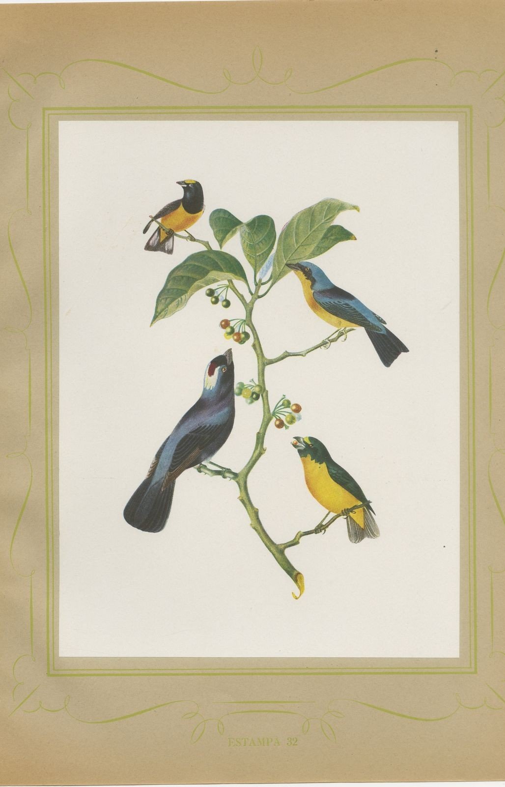Tanagers and Honeycreepers, Brazilian Bird Print, Descourtilz, 1944